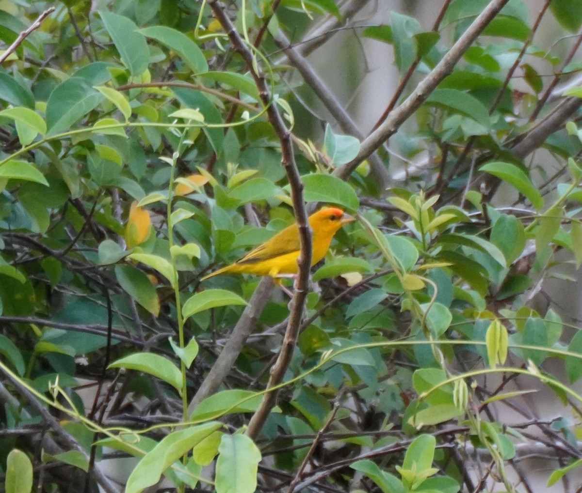 Orange-fronted Yellow-Finch - Clare Sammells