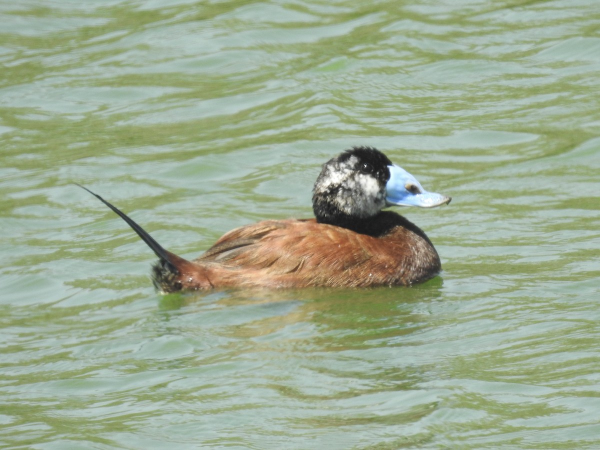 White-headed Duck - David Cristóbal Huertas