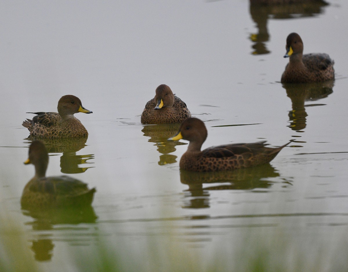 Yellow-billed Pintail - Win Ahrens