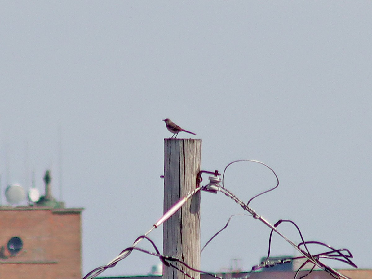 Northern Mockingbird - Sherry Plessner