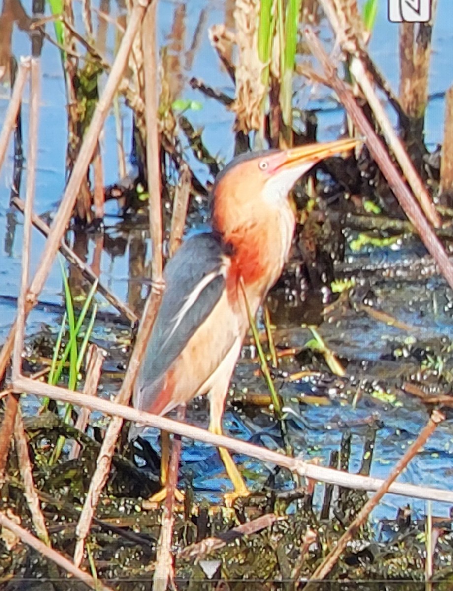 Least Bittern - Wendy Cesario