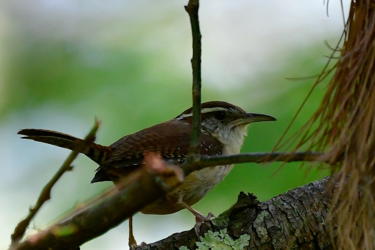 Carolina Wren - Cristine Van Dyke