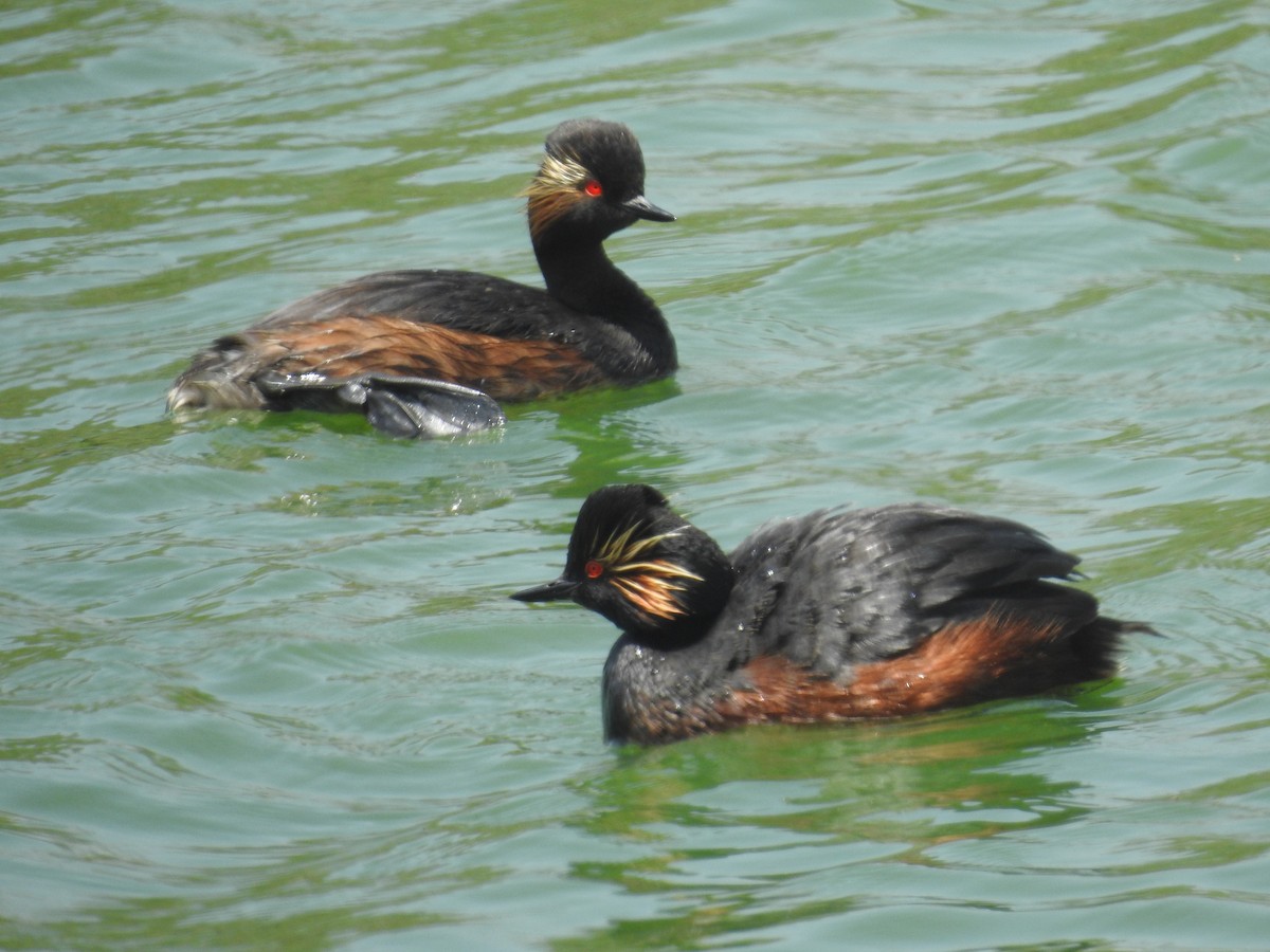 Eared Grebe - ML619568163