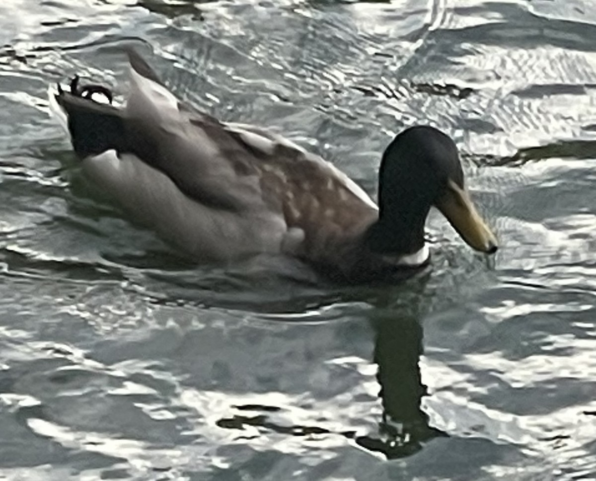 Mallard - ML619568167