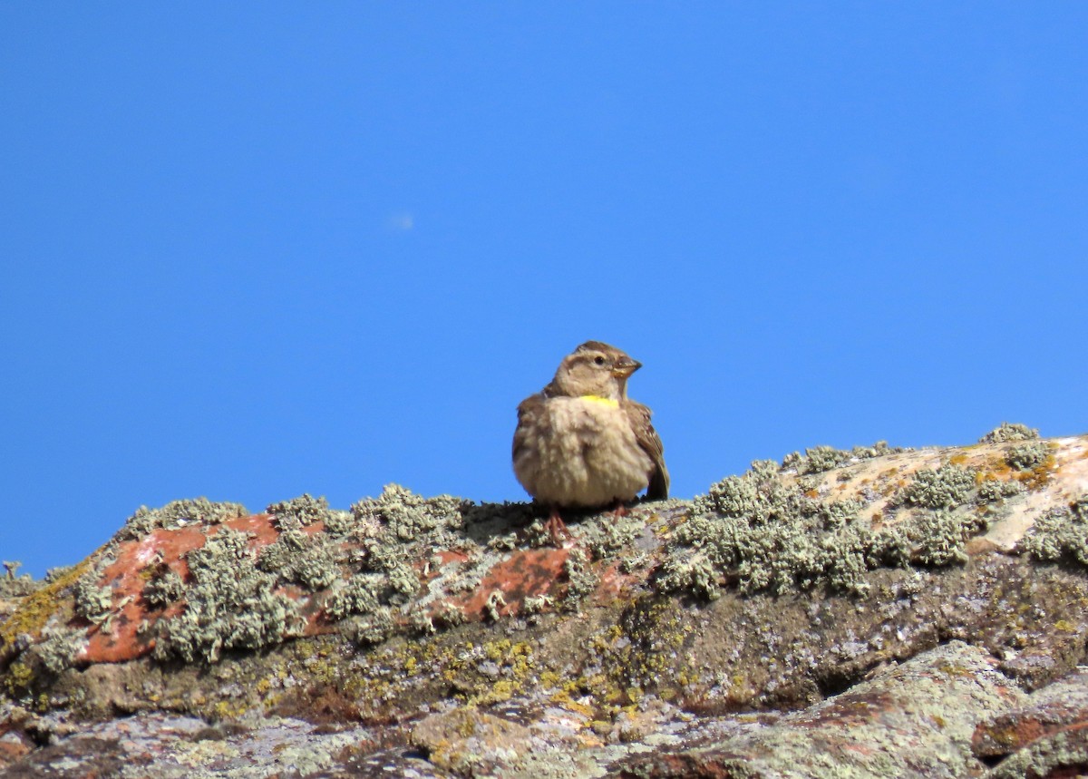 Rock Sparrow - Francisco Javier Calvo lesmes