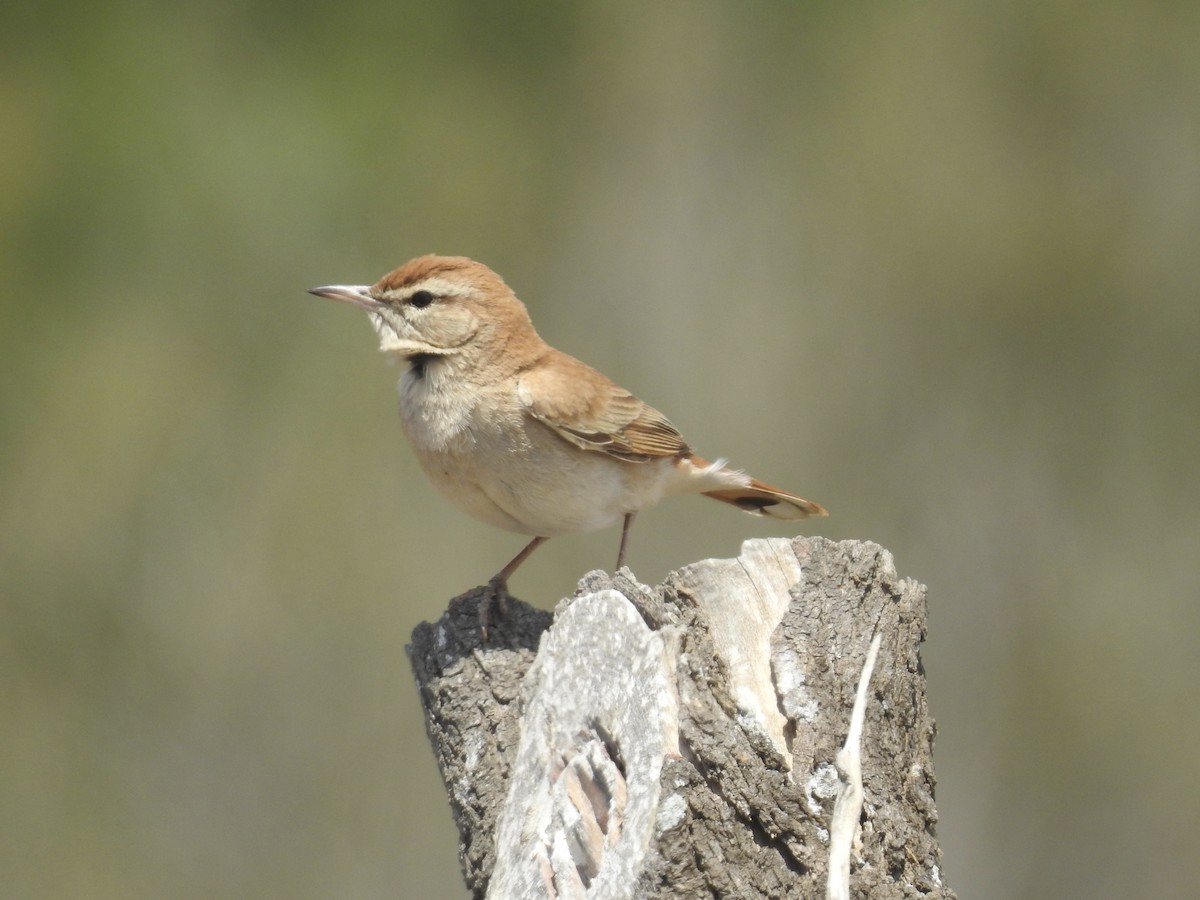 Rufous-tailed Scrub-Robin - David Cristóbal Huertas