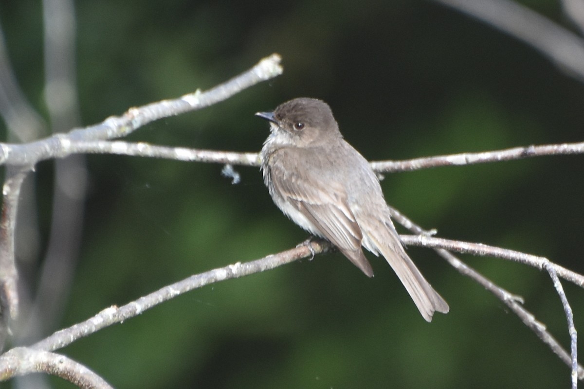 Eastern Phoebe - ML619568195