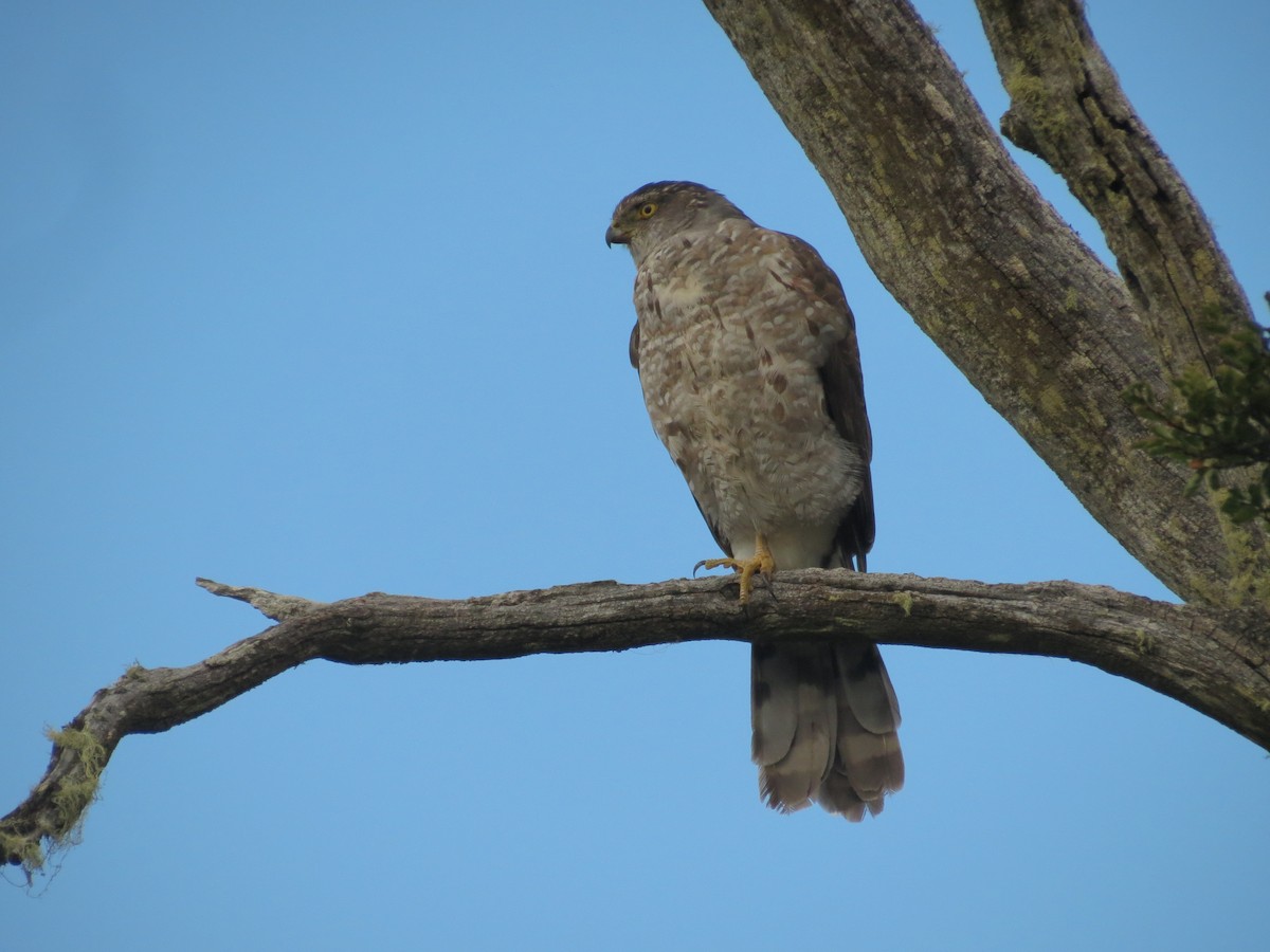 Chilean Hawk - ML619568204