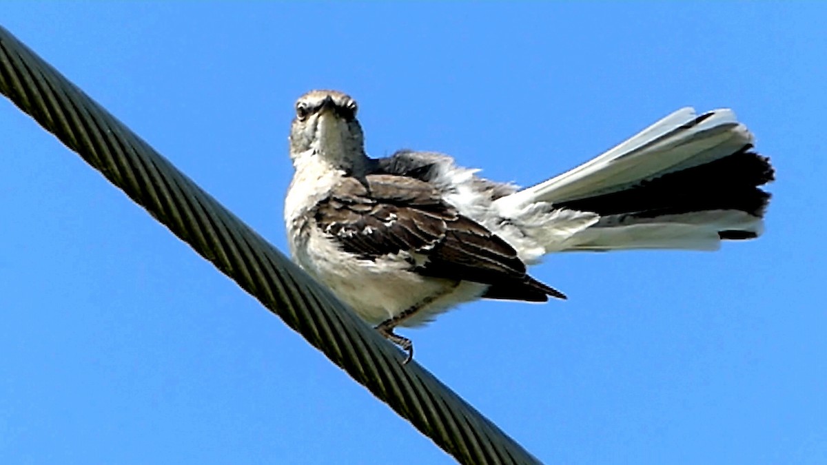 Northern Mockingbird - Robert Langston