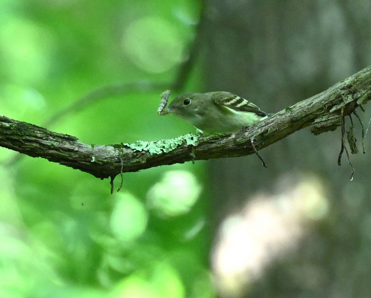 Acadian Flycatcher - carol tuskey