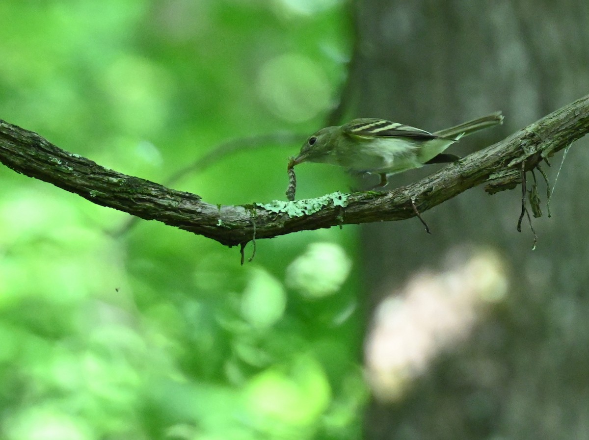 Acadian Flycatcher - carol tuskey