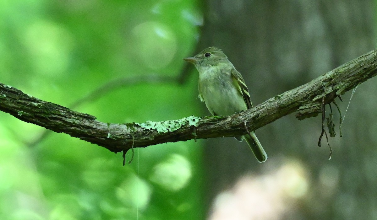 Acadian Flycatcher - carol tuskey