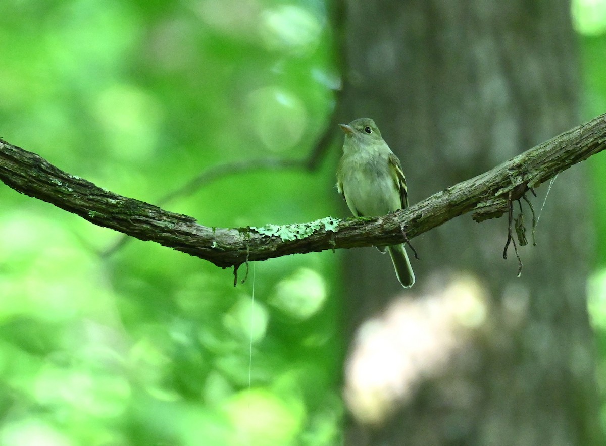 Acadian Flycatcher - carol tuskey