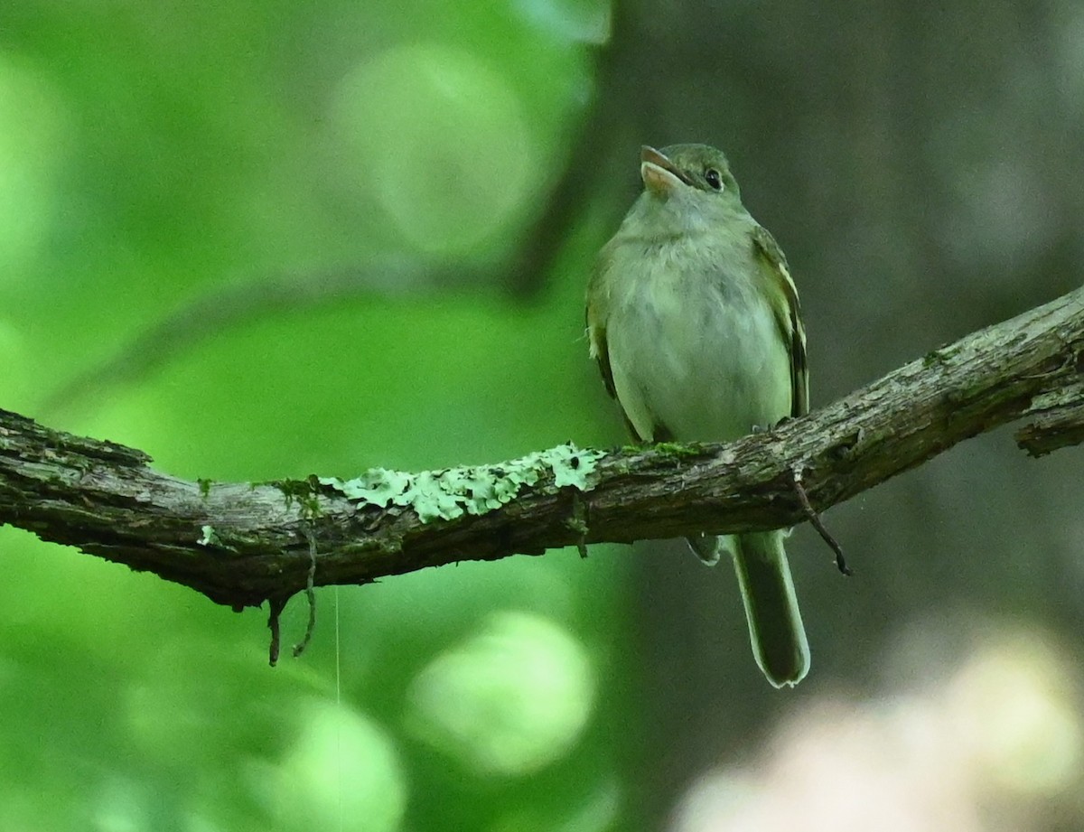 Acadian Flycatcher - carol tuskey