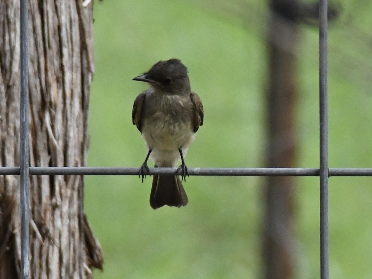 Eastern Phoebe - ML619568223