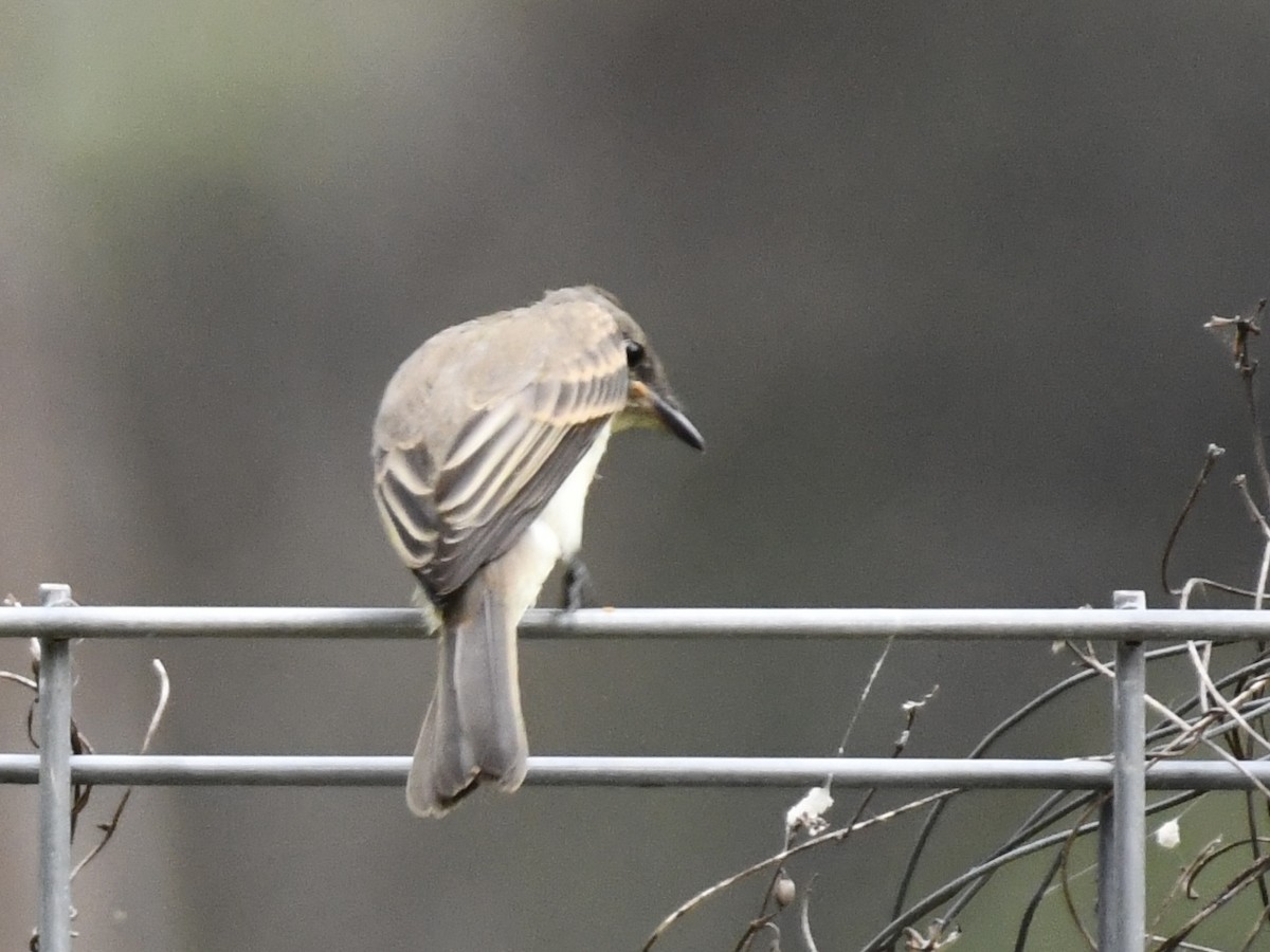 Eastern Phoebe - Don Casey