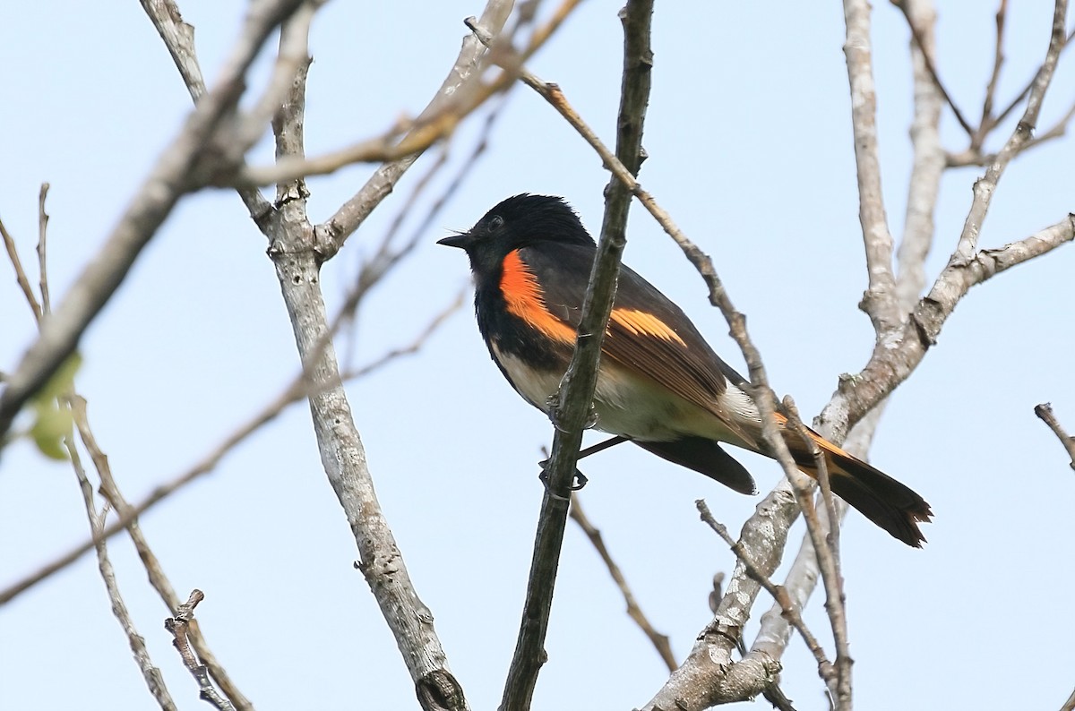 American Redstart - Roger Zachary