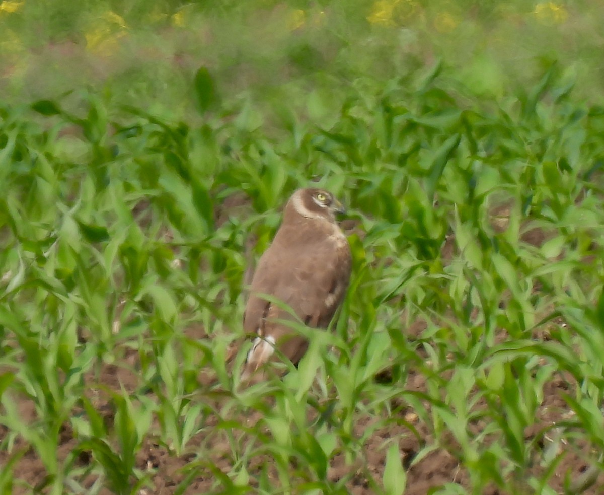 Pallid Harrier - Mike Vlasatý