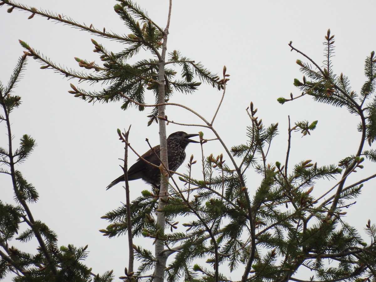 Eurasian Nutcracker - Luís Reino