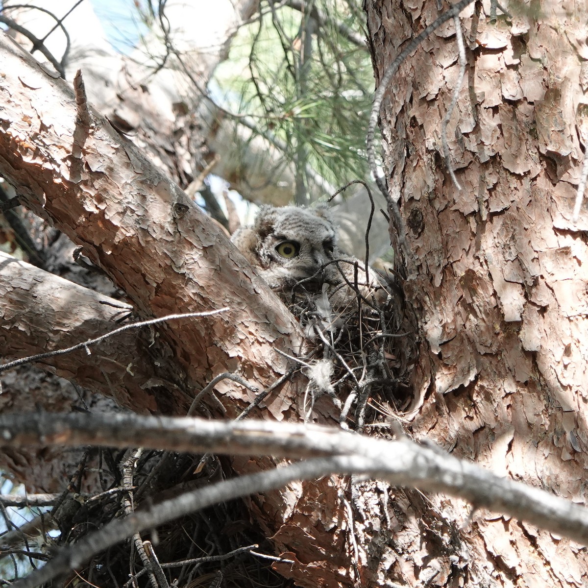 Great Horned Owl - ML619568236