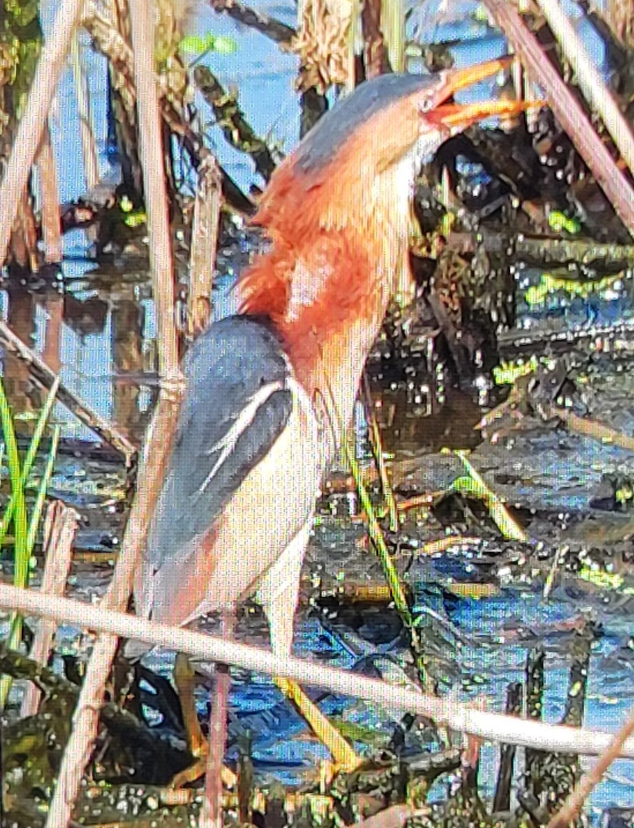 Least Bittern - Wendy Cesario