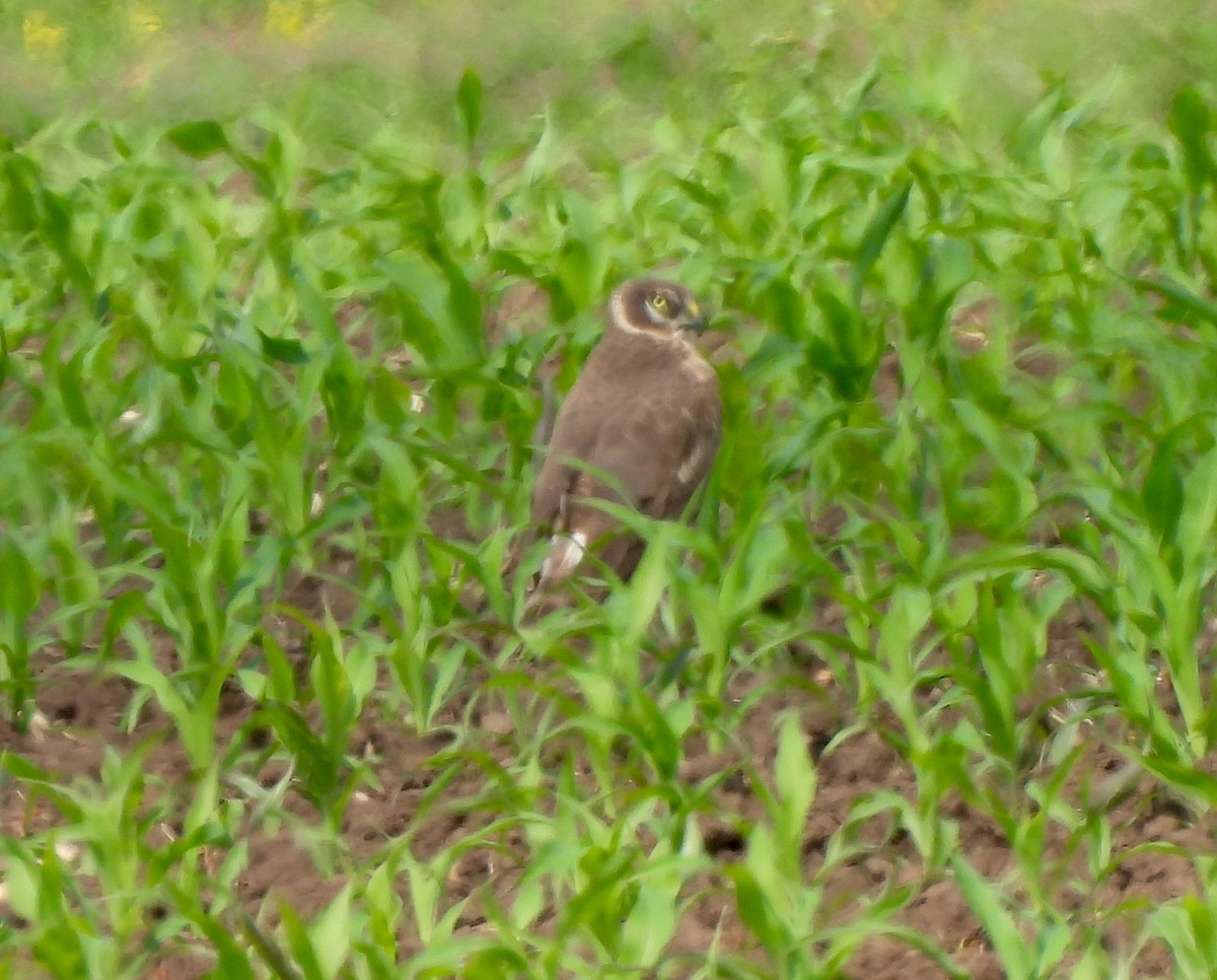 Pallid Harrier - ML619568242