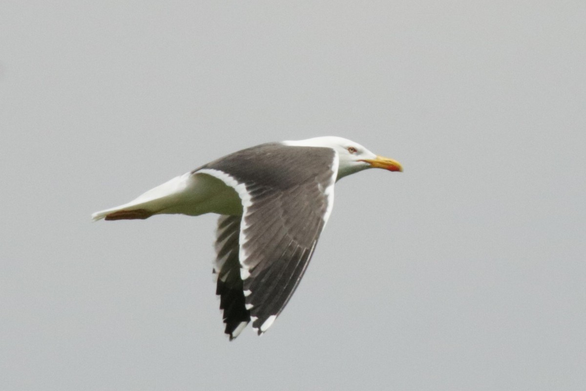 Lesser Black-backed Gull - Jan Roedolf