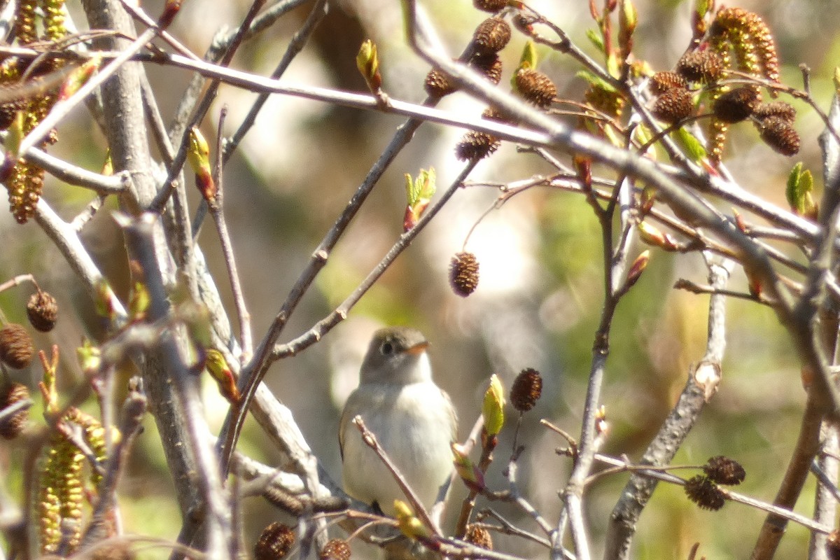 Least Flycatcher - Céline Marcotte