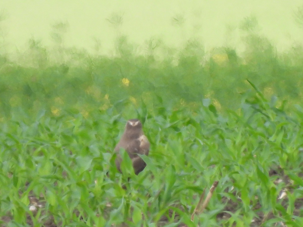 Pallid Harrier - ML619568253