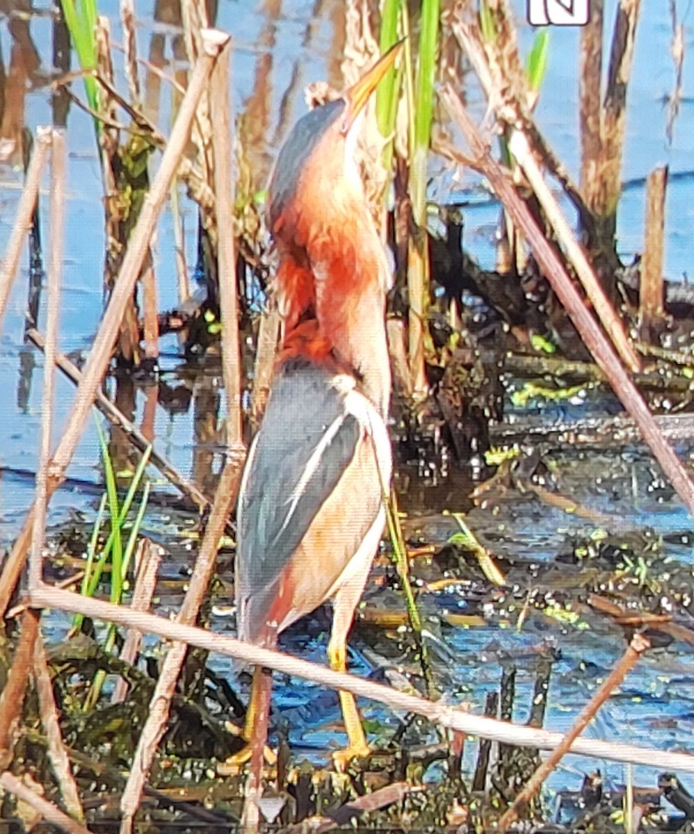 Least Bittern - Wendy Cesario