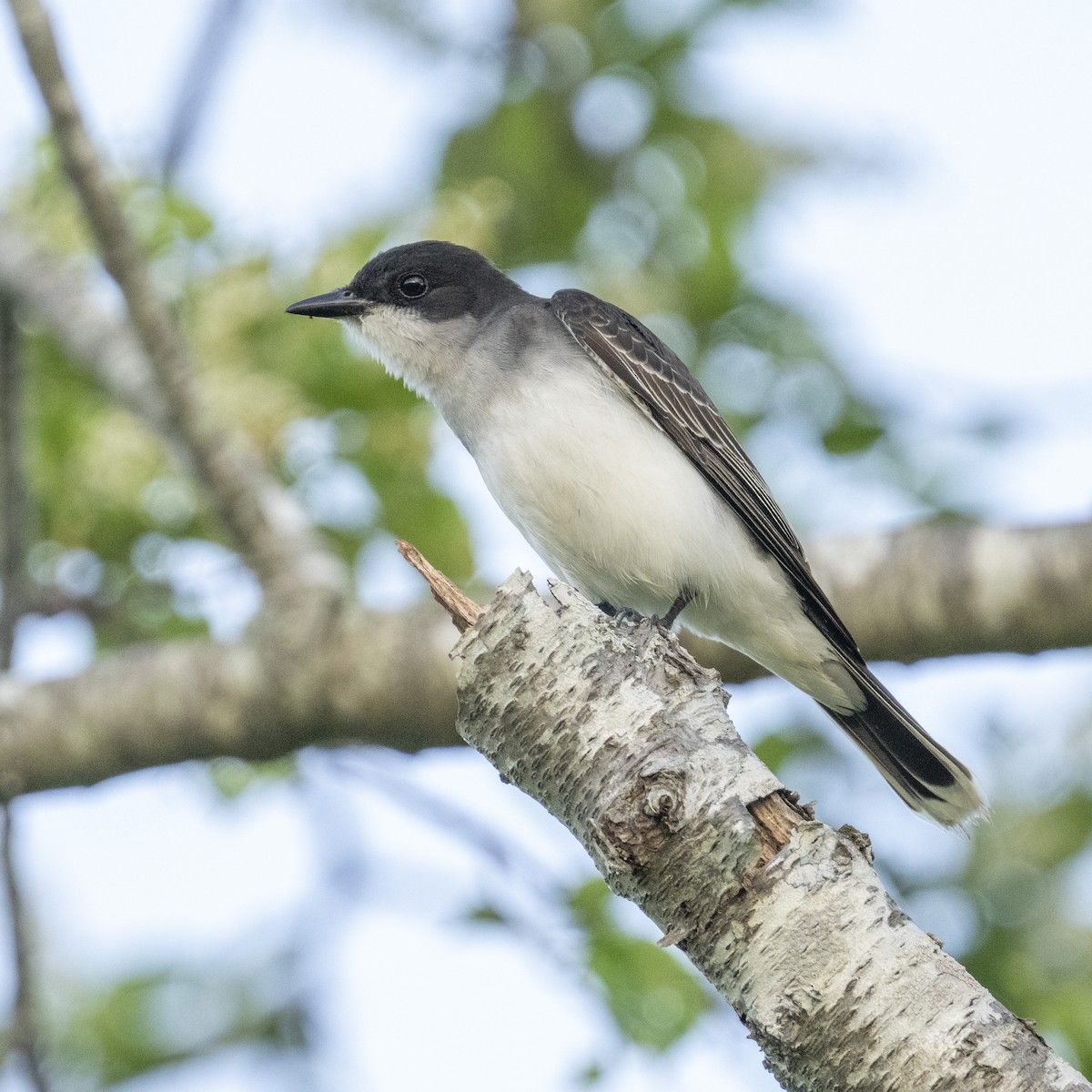 Eastern Kingbird - ML619568257