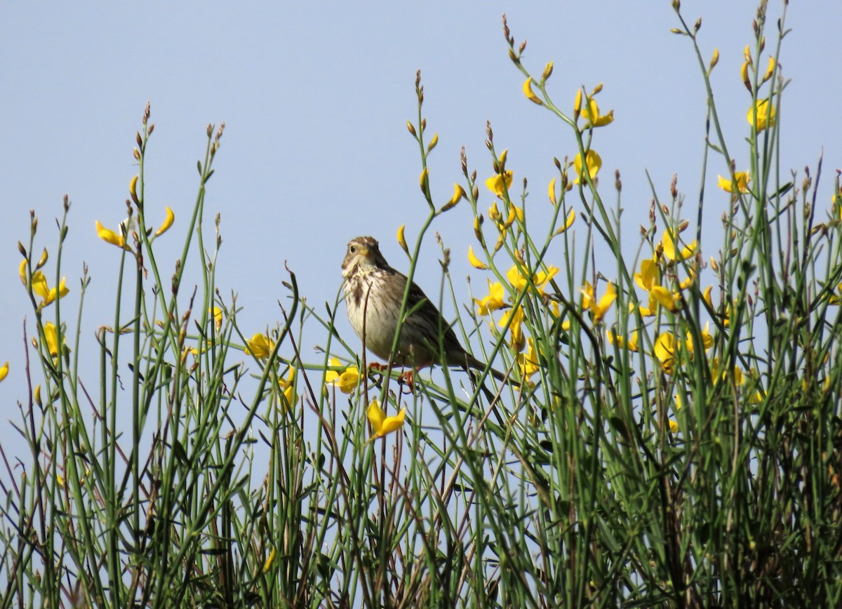 Corn Bunting - Francisco Javier Calvo lesmes