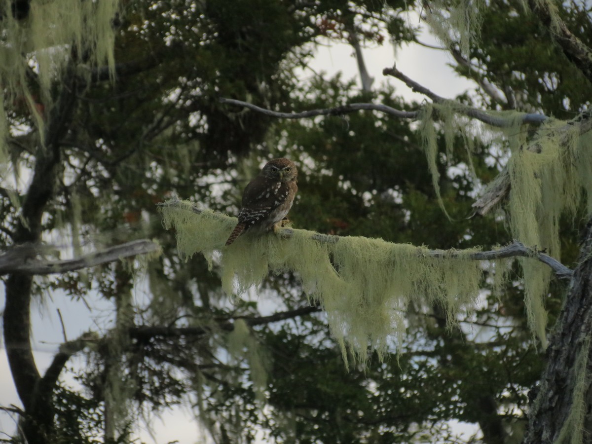 Austral Pygmy-Owl - Ralph Roberts