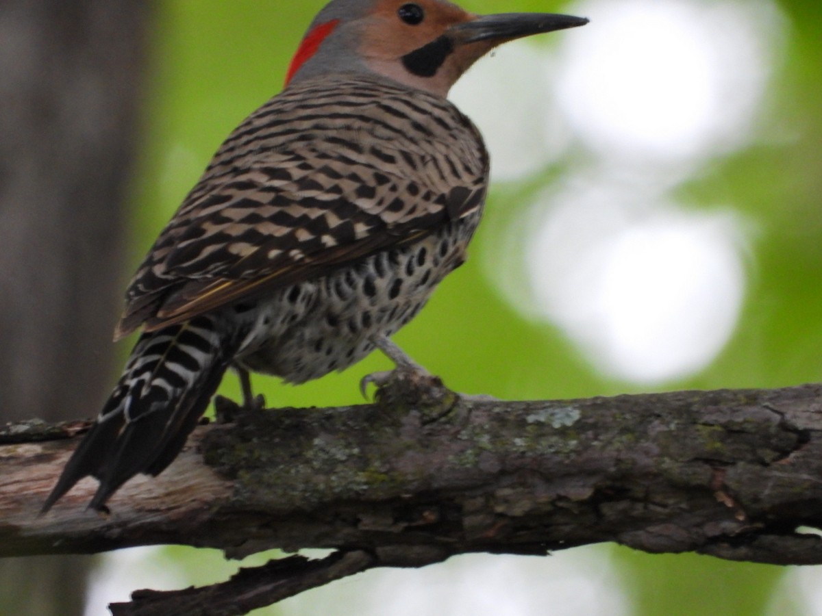 Northern Flicker - Emily Williams