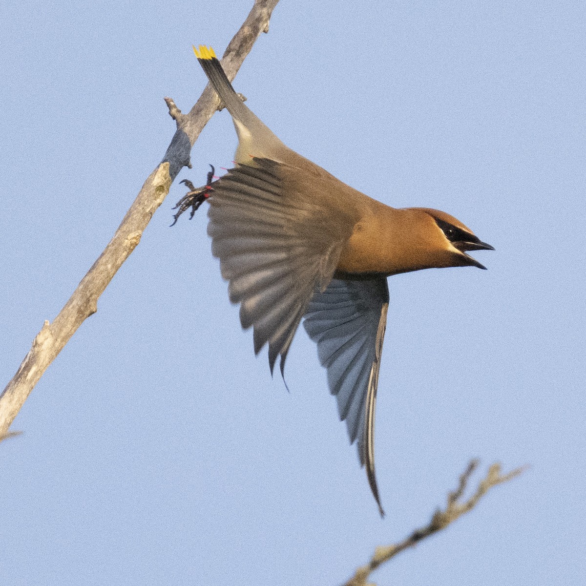 Cedar Waxwing - K C Bailey