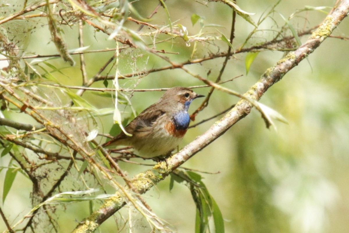 Bluethroat - Jan Roedolf