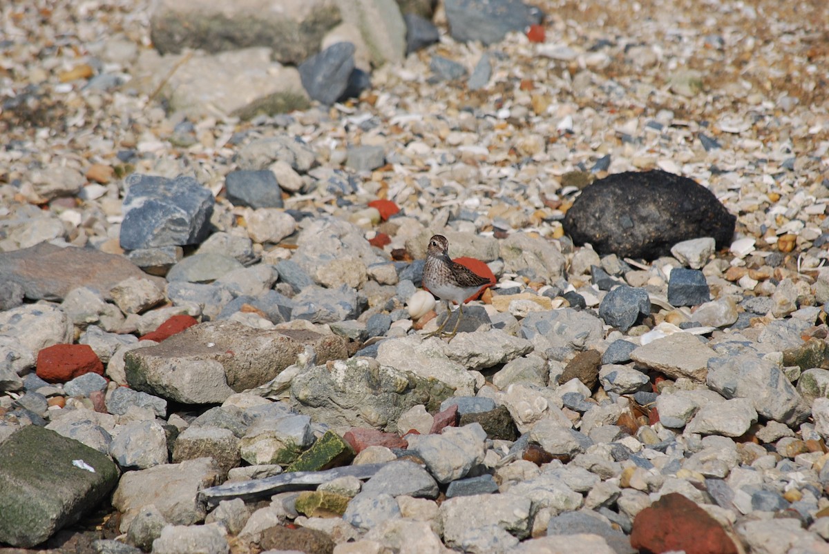 Least Sandpiper - Carter Chambers