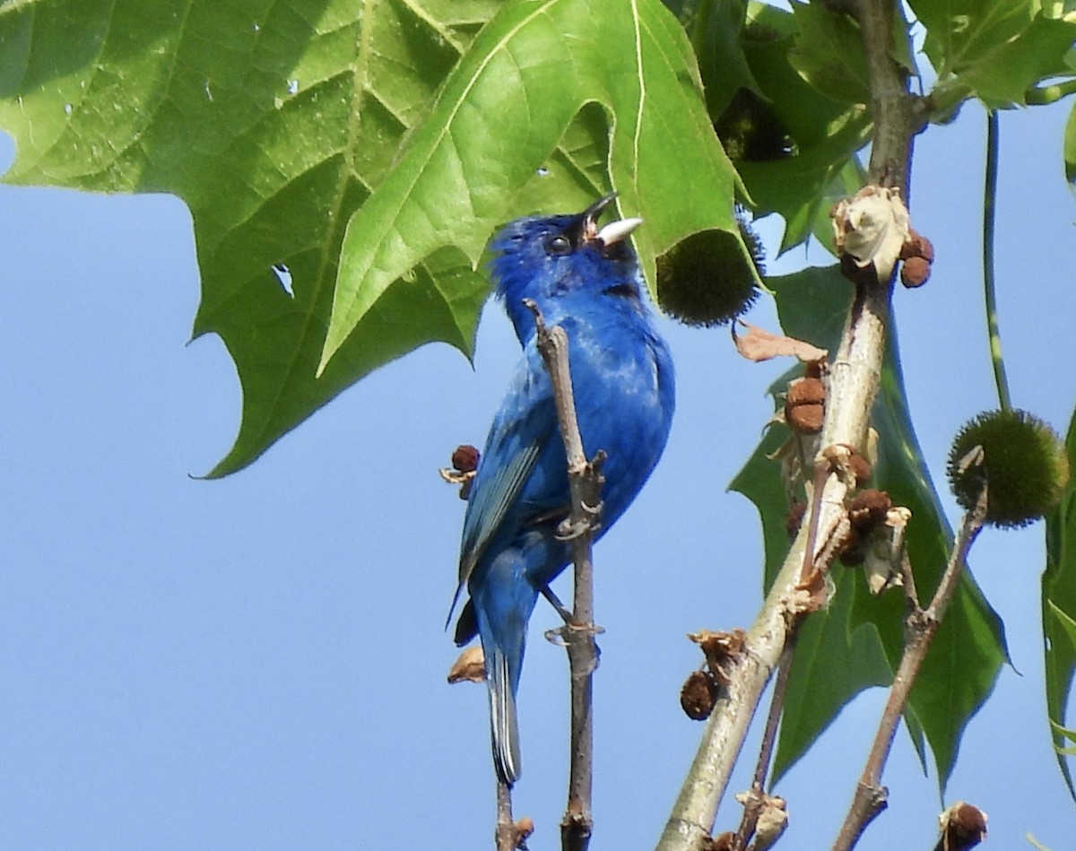 Passerin indigo - ML619568313