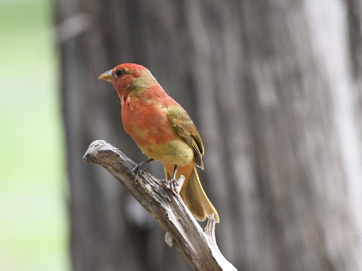 Summer Tanager - Don Casey