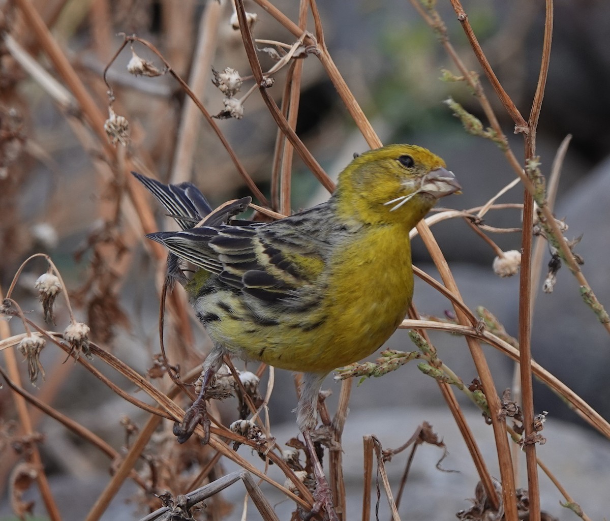 Island Canary - Ben Taylor