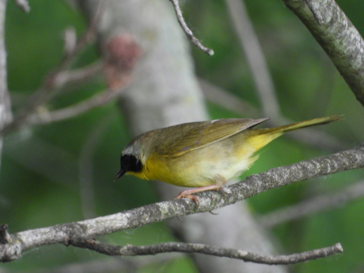 Common Yellowthroat - Emily Williams