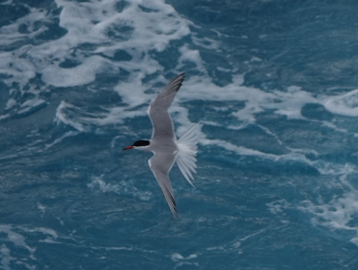 Common Tern - ML619568329