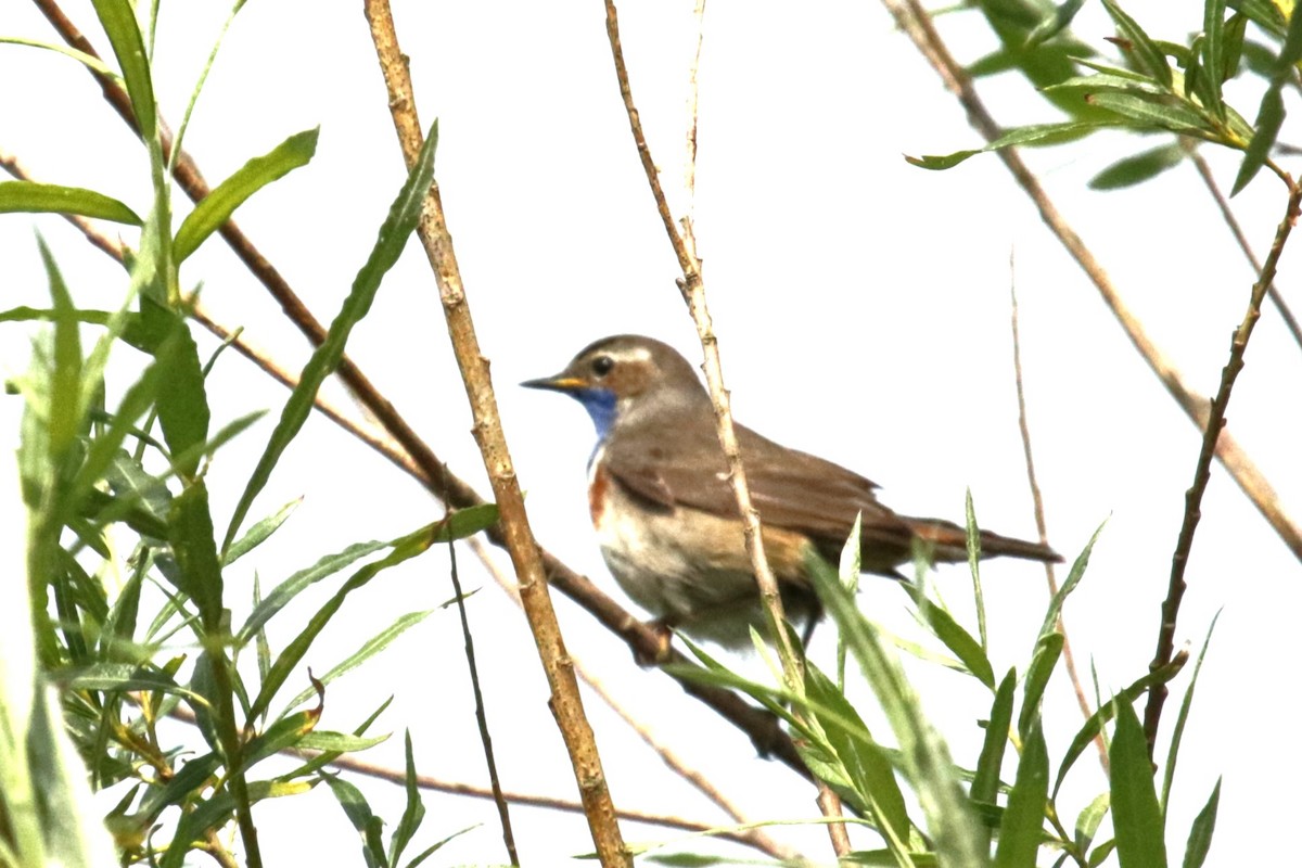 Bluethroat - Jan Roedolf