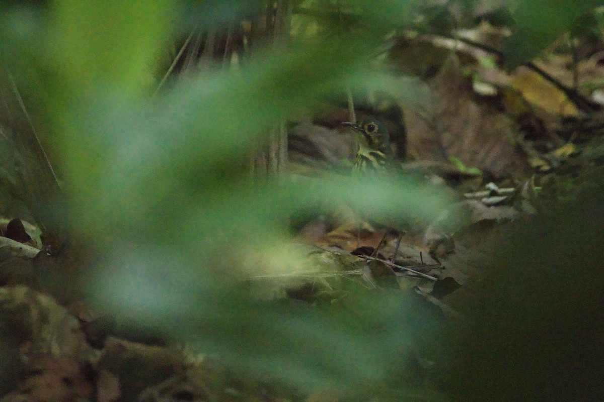 Streak-chested Antpitta - ML619568332