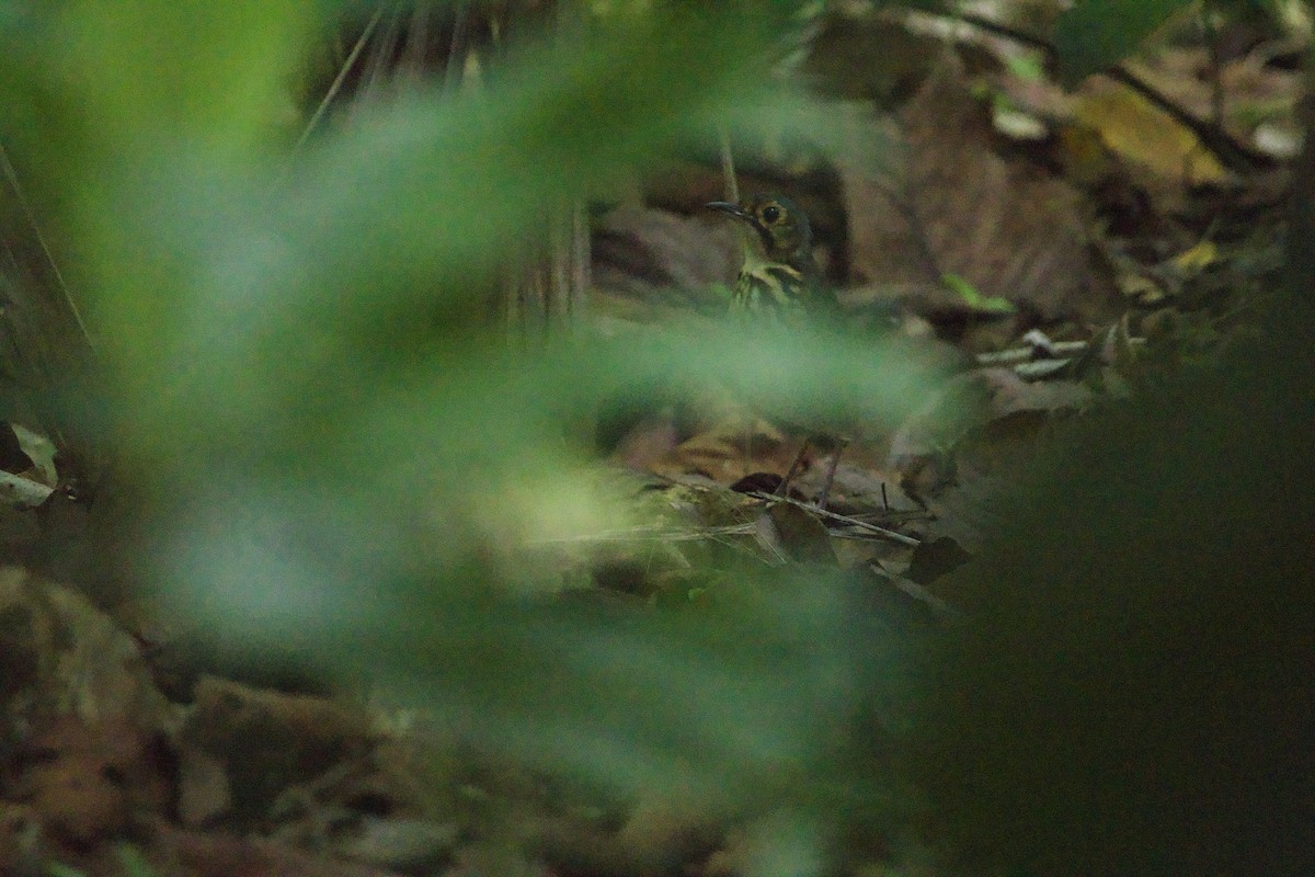 Streak-chested Antpitta - allie bluestein