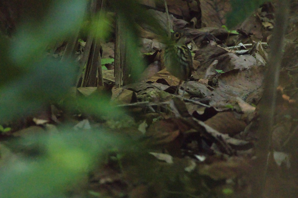 Streak-chested Antpitta - allie bluestein