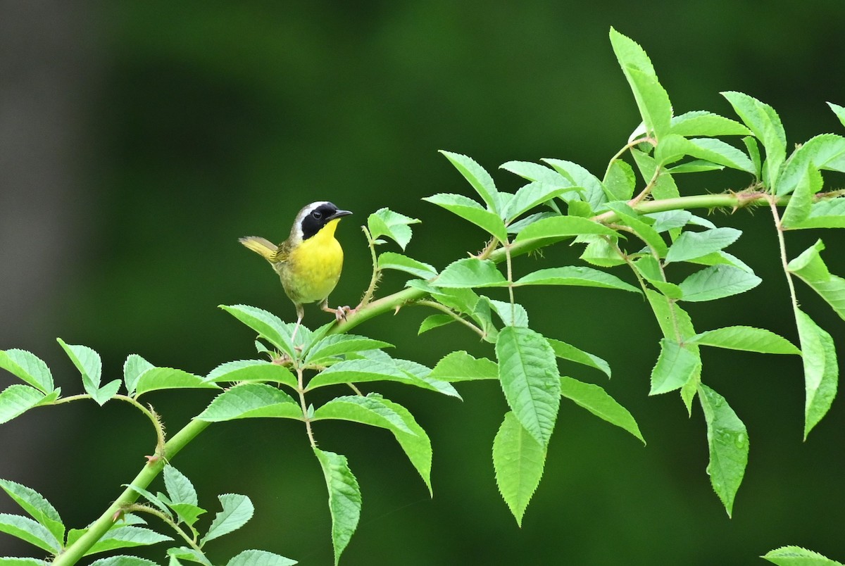 Common Yellowthroat - carol tuskey