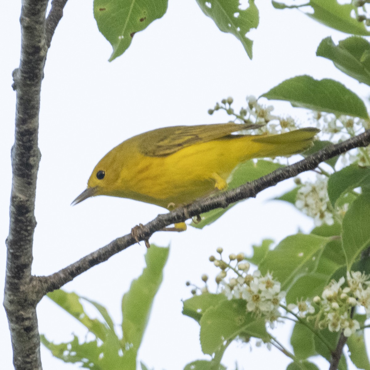 Yellow Warbler - K C Bailey