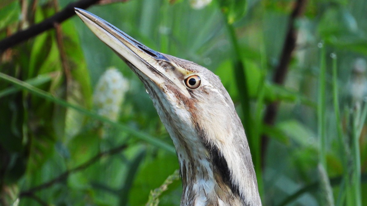 American Bittern - Dan J. MacNeal