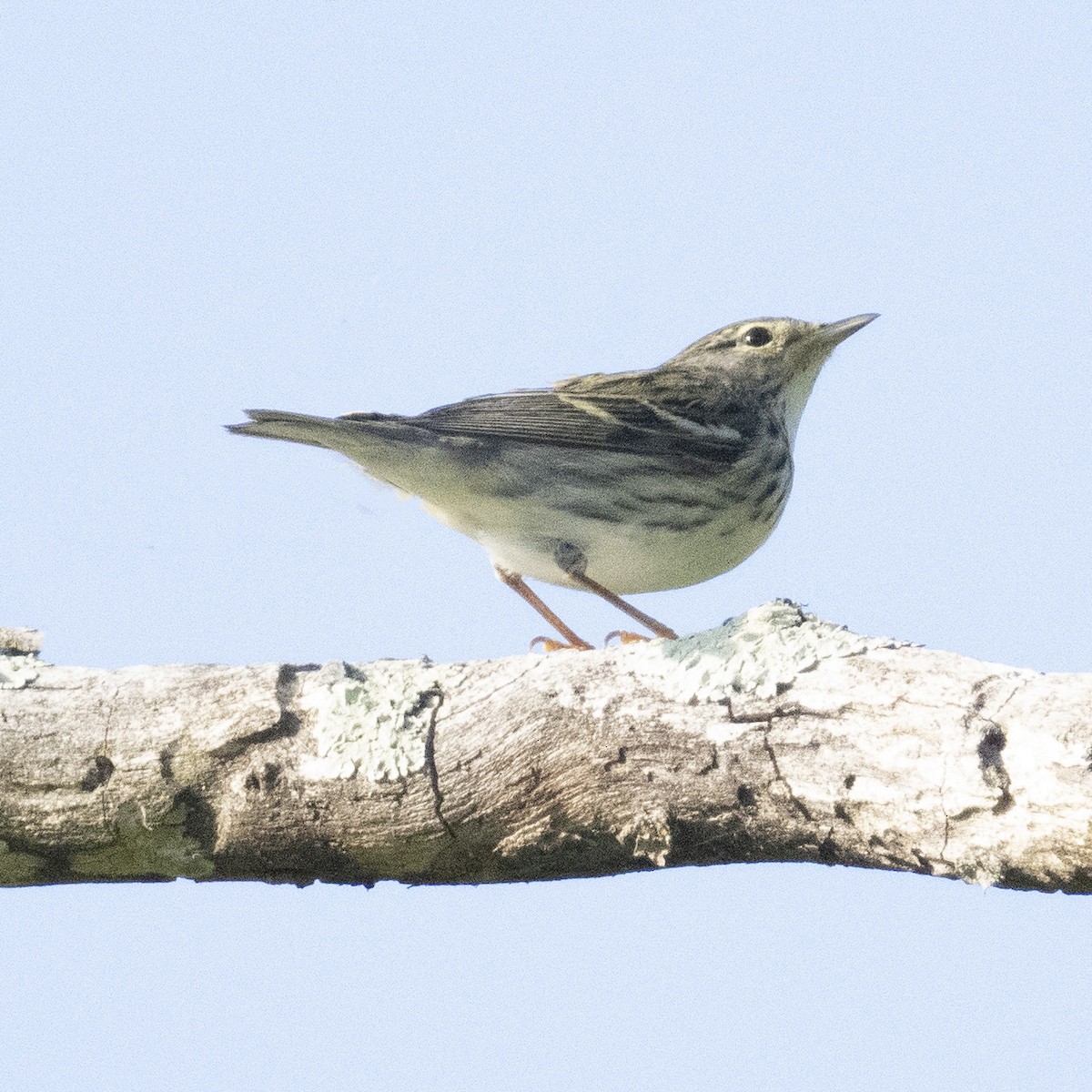 Blackpoll Warbler - K C Bailey